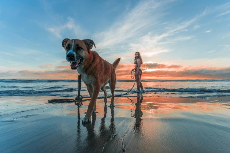 dog and woman on sanibel island beach